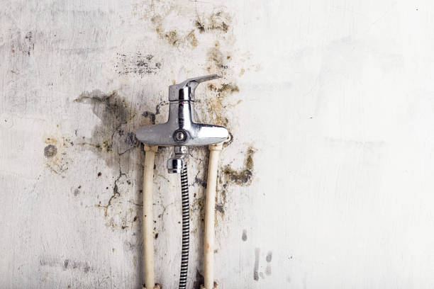 Professional Mold Removal in Cottonwood Heights, UT