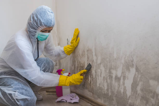Best Professional Mold Removal  in Cottonwood Heights, UT