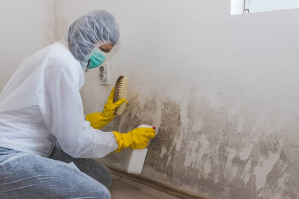 Best Home Mold Removal  in Cottonwood Heights, UT