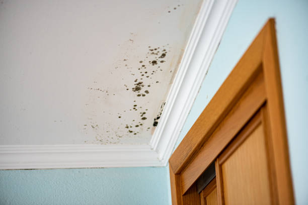Best Certified Mold Removal  in Cottonwood Heights, UT