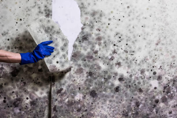 Best Local Mold Removal Service  in Cottonwood Heights, UT