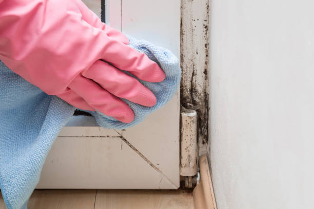Best Residential Mold Removal  in Cottonwood Heights, UT