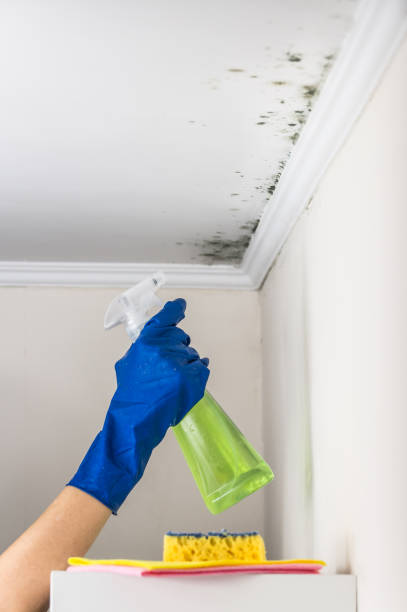 Certified Mold Removal in Cottonwood Heights, UT